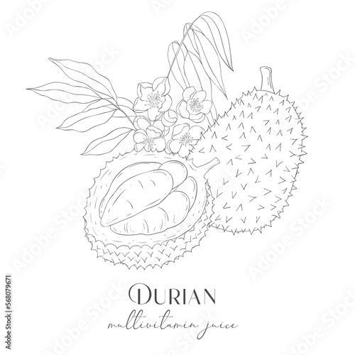 Line Art Durian Label. Elements of Fruits and Flowers. Vector Illustration on white Background.
