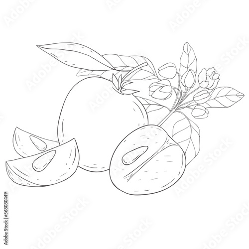 Line Art Chikoo. Elements of Fruits and Flowers. Vector Illustration on white Background.