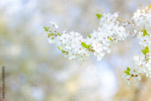 Blossoming apple tree against the blue sky. Selective focus. Spring. Background for a postcard © Katsiaryna