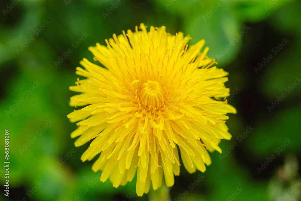 Yellow flowers of dandelions in green backgrounds. Spring and summer background Yellow flowers of dandelions in green backgrounds. Spring and summer background