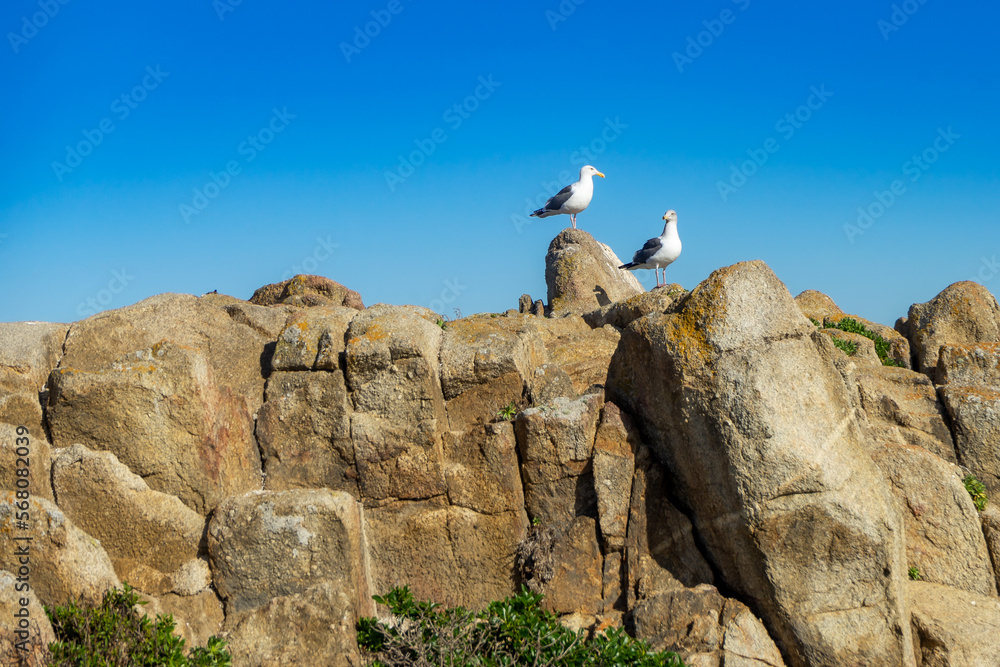 Two seagulls standing on a large boulder with blue sky Two seagulls standing on a large boulder with blue sky