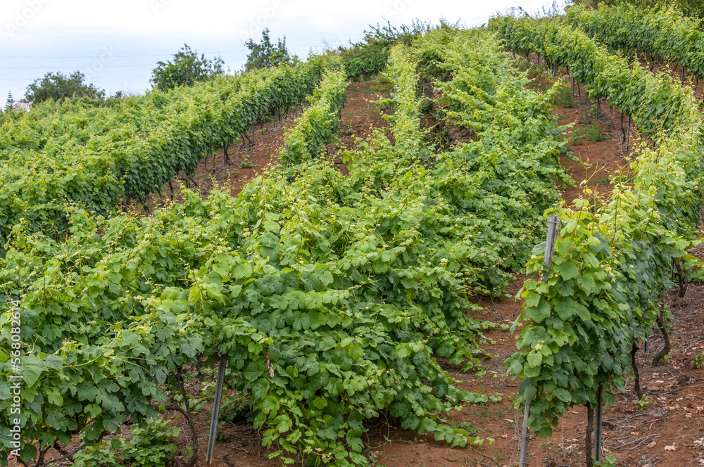 Campo de cultivo de vid en el norte de Tenerife, Canarias