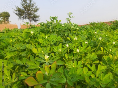 Fenugreek plant in field. Fresh Green Fenugreek Leaves. Green background. It is a most popular Greens and vegetable. Leafy vegetables. Its seeds and leaves are used in Indian food.
