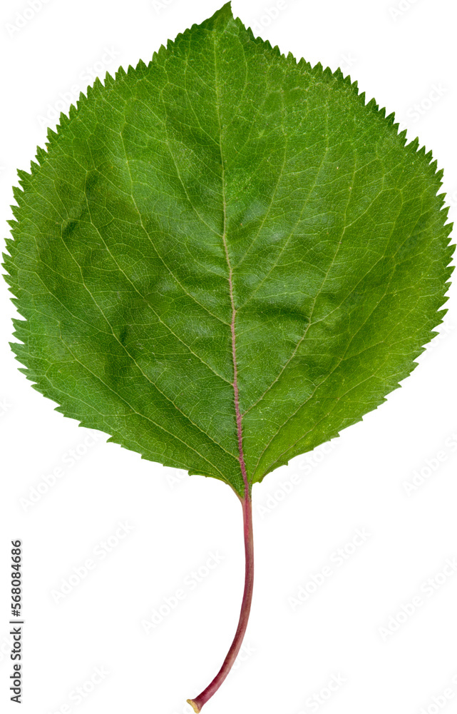 Fototapeta premium Green leaf