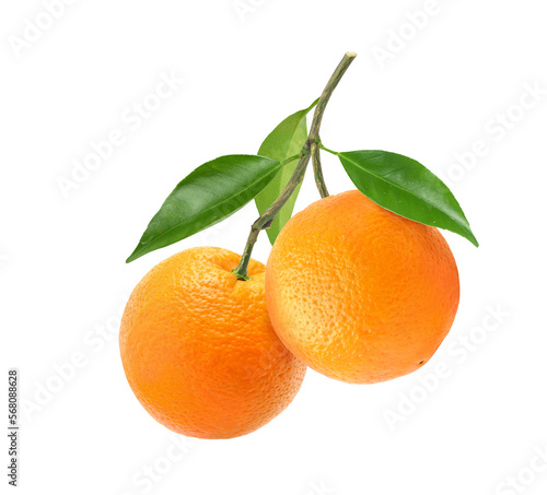 Schilderij op canvas Two orange fruits hanging with branch isolated on white background