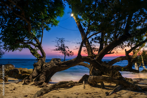 trees by beach with seascape at dawn in Ko Man Klang, Rayong