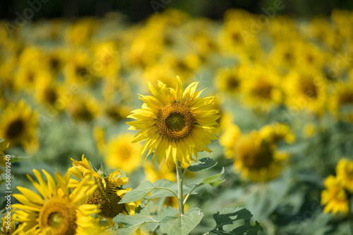 Sunflowers with blur foliage bokeh in the field in summer