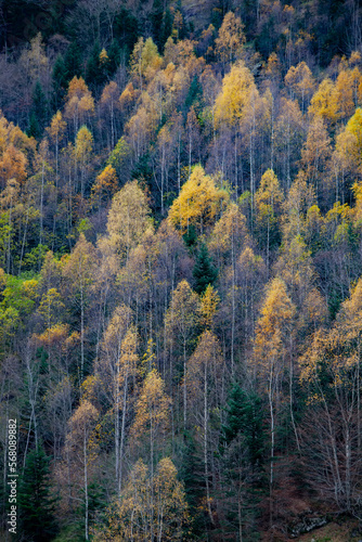 forest in autumn, Pyrenees Atlantiques, France