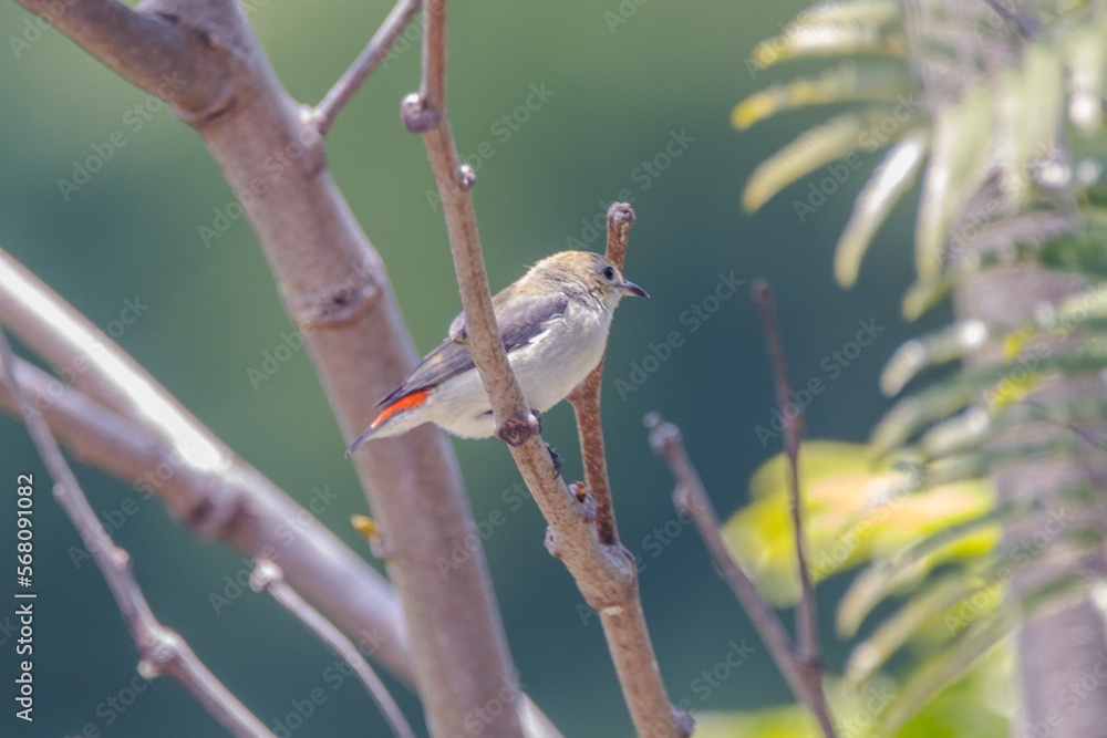 Fototapeta premium The scarlet-headed flowerpecker (Dicaeum trochileum)