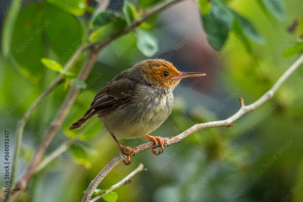 The bar-winged prinia (Prinia familiaris) is a species of bird in the cisticola family Cisticolidae