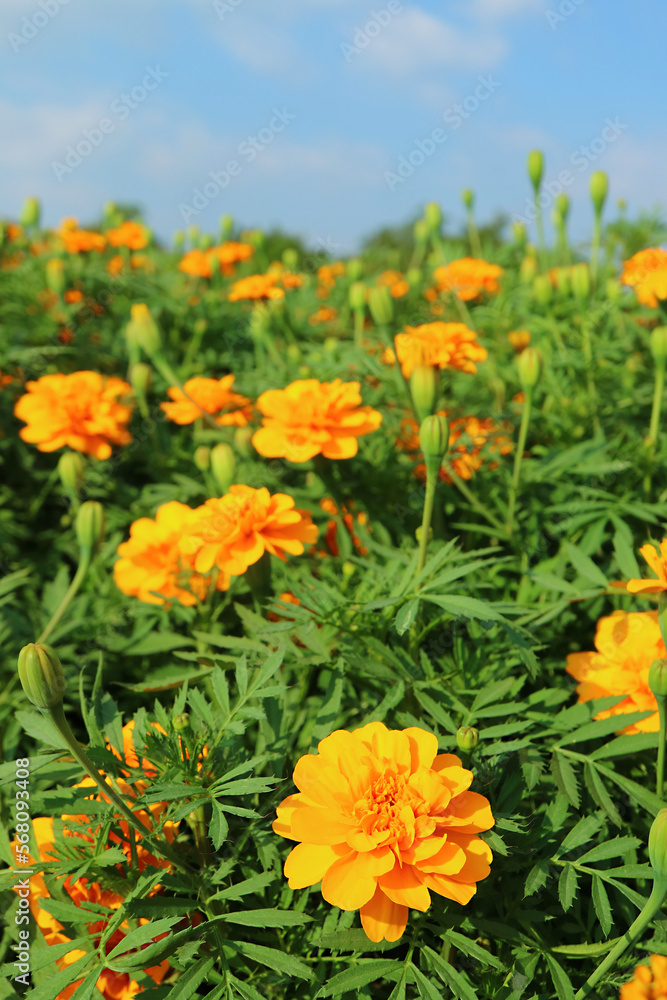 Stunning Marigold Flower Field against Blue Sunny Sky Stunning Marigold Flower Field against Blue Sunny Sky