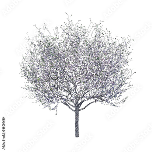Blossoming cherry tree drawing isolated transparent background
