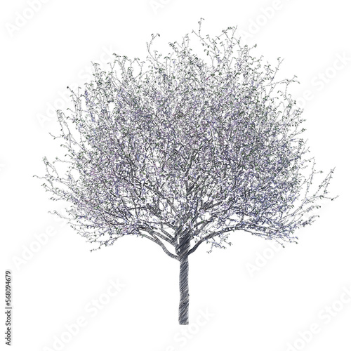 Blossoming cherry tree drawing isolated transparent background
