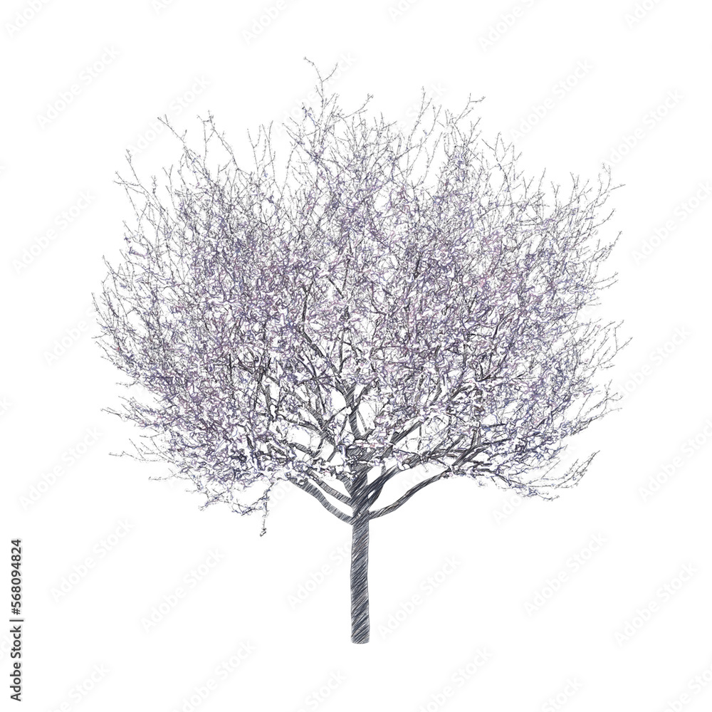 Fototapeta premium Blossoming cherry tree drawing isolated transparent background