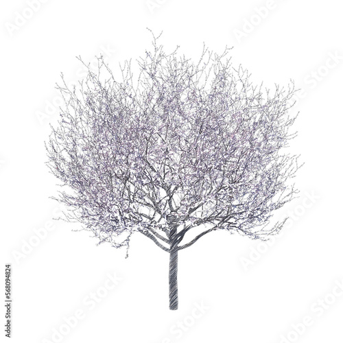 Blossoming cherry tree drawing isolated transparent background 
