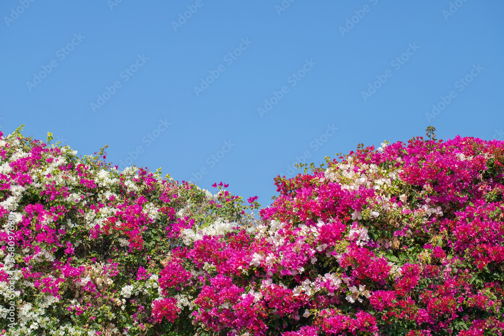 Mix of pink and white Bougainvillea (Genus Bougainvillea) before blue sky. Copy space. Mix of pink and white Bougainvillea (Genus Bougainvillea) before blue sky. Copy space.