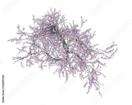Blossoming cherry tree drawing isolated transparent background 
