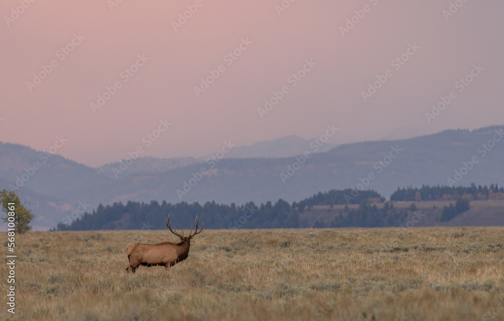 Fototapeta premium Bull Elk at Sunrise During the Rut in Wyoming in Autumn
