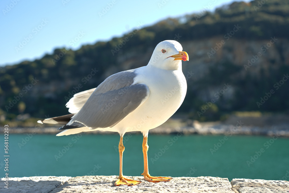 Seagull portrait against sea shore. Close up view of white bird seagull sitting by the beach. Wild seagull with natural blue background. Seagull portrait against sea shore. Close up view of white bird seagull sitting by the beach. Wild seagull with natural blue background.