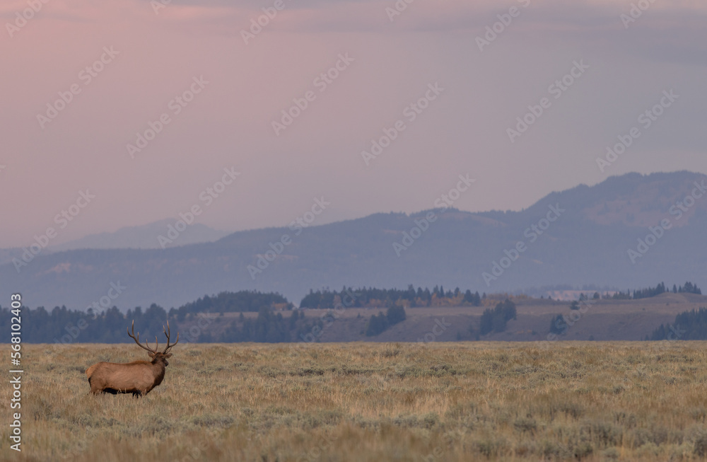 Naklejka premium Bull Elk at Sunrise During the Rut in Wyoming in Autumn