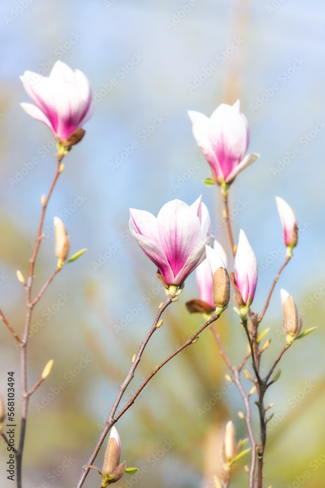 Spring gentle background. Magnolia flowers on a blue background. Selective focus.