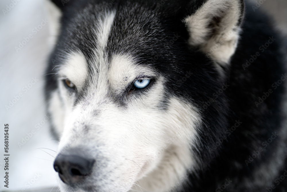 The muzzle of a Siberian Husky with multi-colored eyes close-up. The muzzle of a Siberian Husky with multi-colored eyes close-up.