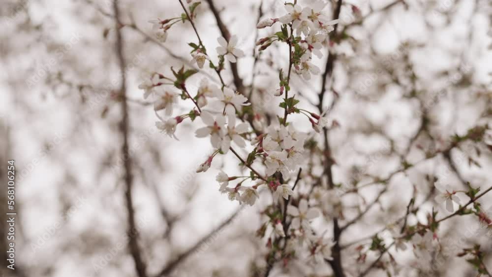 Slow motion background of white cherry blossom Slow motion background of white cherry blossom