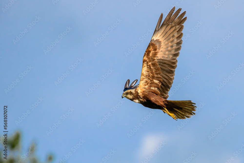 Common buzzard bird ( Buteo buteo ) in flight Common buzzard bird ( Buteo buteo ) in flight