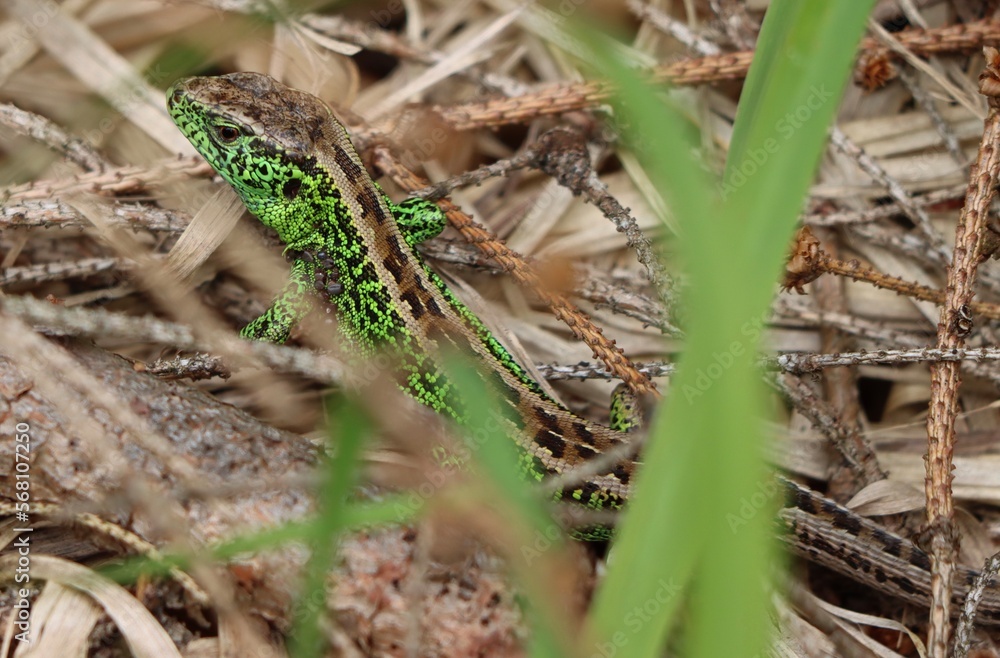 Lizard / Eidechse Lizard / Eidechse