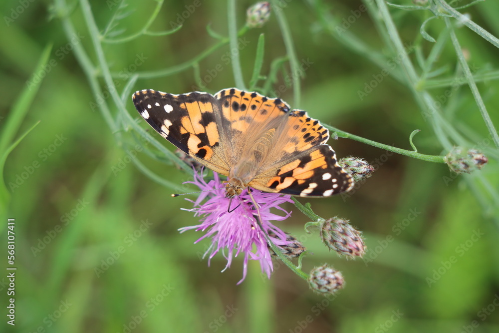 Butterfly - Schmetterling Butterfly - Schmetterling