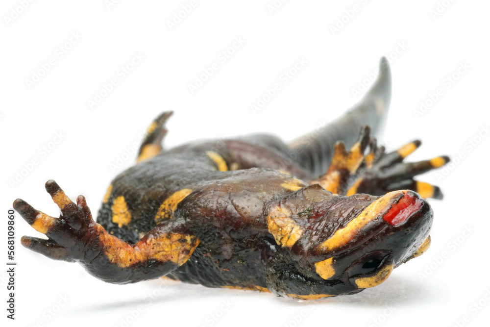 Dead Fire salamander (Salamandra salamandra) infected with Chytrid Fungus Bsal (Batrachochytrium salamandrivorans), Ruhr-District, Germany