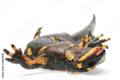 Dead Fire salamander (Salamandra salamandra) infected with Chytrid Fungus Bsal (Batrachochytrium salamandrivorans), Ruhr-District, Germany photo