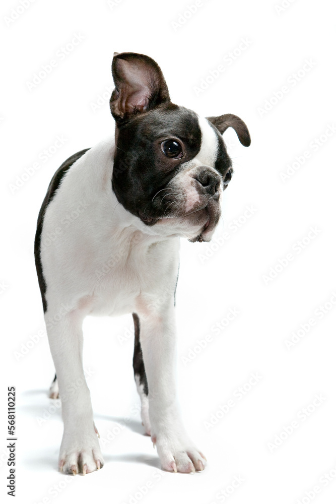 Cut and adorable Boston terrier puppy, studio, white background. Lookking away.