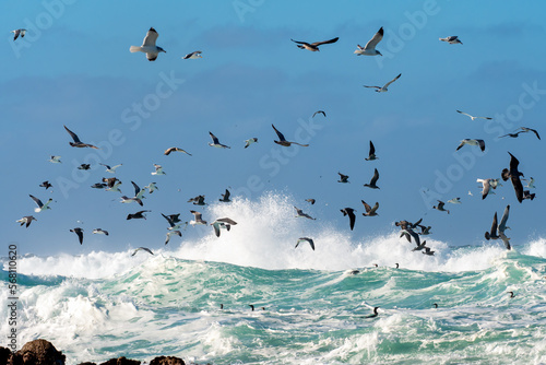 Flock of seagulls flying over the rough waves in the Monterey Bay, California