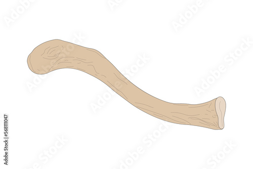 Bone of the human skeleton. Right clavicle. Superior view. 