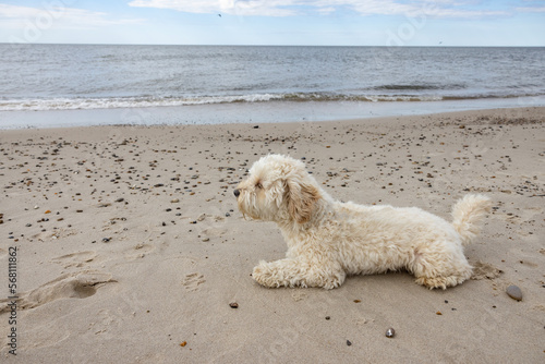 Dog on Sandy beach Husby Klit. Populated place, Holstebro, Region Midtjylland, Denmark, Scandinavia, Europe © Gunnar E Nilsen