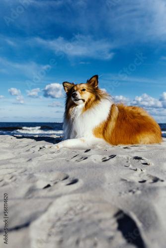 Happy dog on the sandy beach. Sheltie - Shetland sheepdog. © 9parusnikov