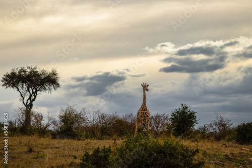 Giraffe in Masai Mara Park