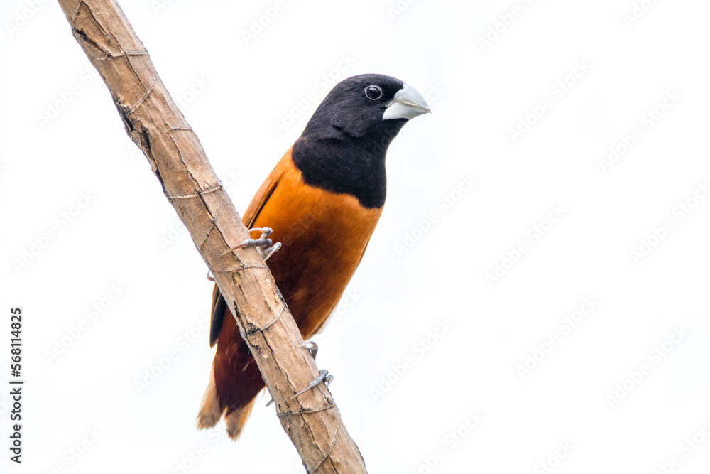Fototapeta premium The chestnut munia or black-headed munia (Lonchura atricapilla)