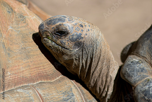 Głowa żółwia