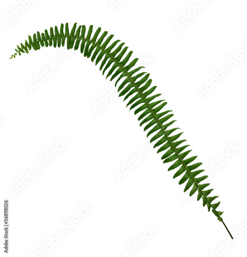 Fern branch isolated
