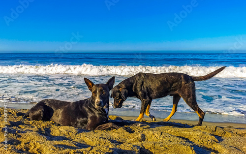 Dogs relax play in sand on beach with palms Mexico.