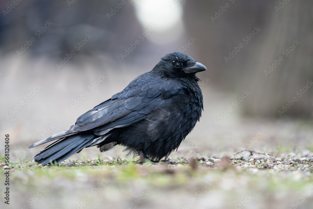 Black gloomy bird posing in parks, crow portrait. Bokeh background. Black gloomy bird posing in parks, crow portrait. Bokeh background.
