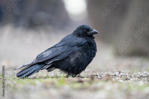 Black gloomy bird posing in parks, crow portrait. Bokeh background.