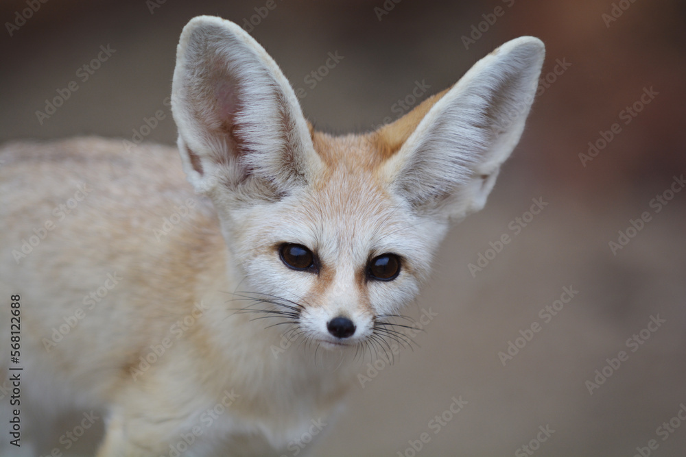 Desert fox Desert fox