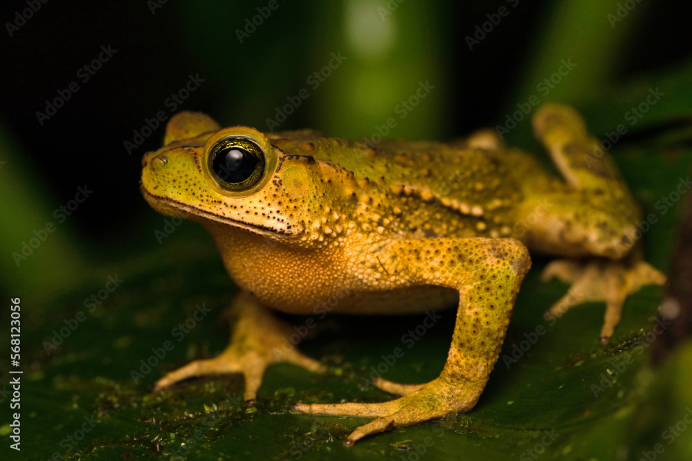 Green Climbing Toad (Incilius coniferus), Puntarenas, Costa Rica Green Climbing Toad (Incilius coniferus), Puntarenas, Costa Rica