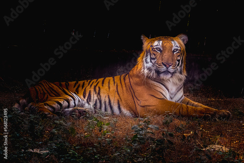 Bengal Tiger resting in its area photo