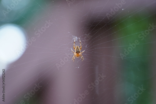 spider on web