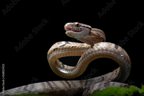 Dog-toothed Cat Snake in attack position