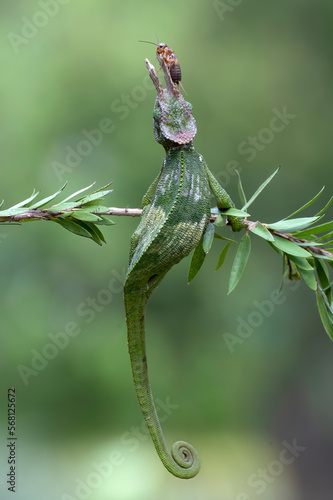 Fischer chameleon with cricket on the top of its head photo